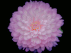 花の呼吸