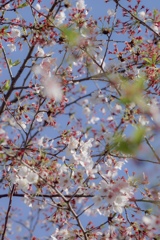 さくらは、花びらが散っても、さくらだった。