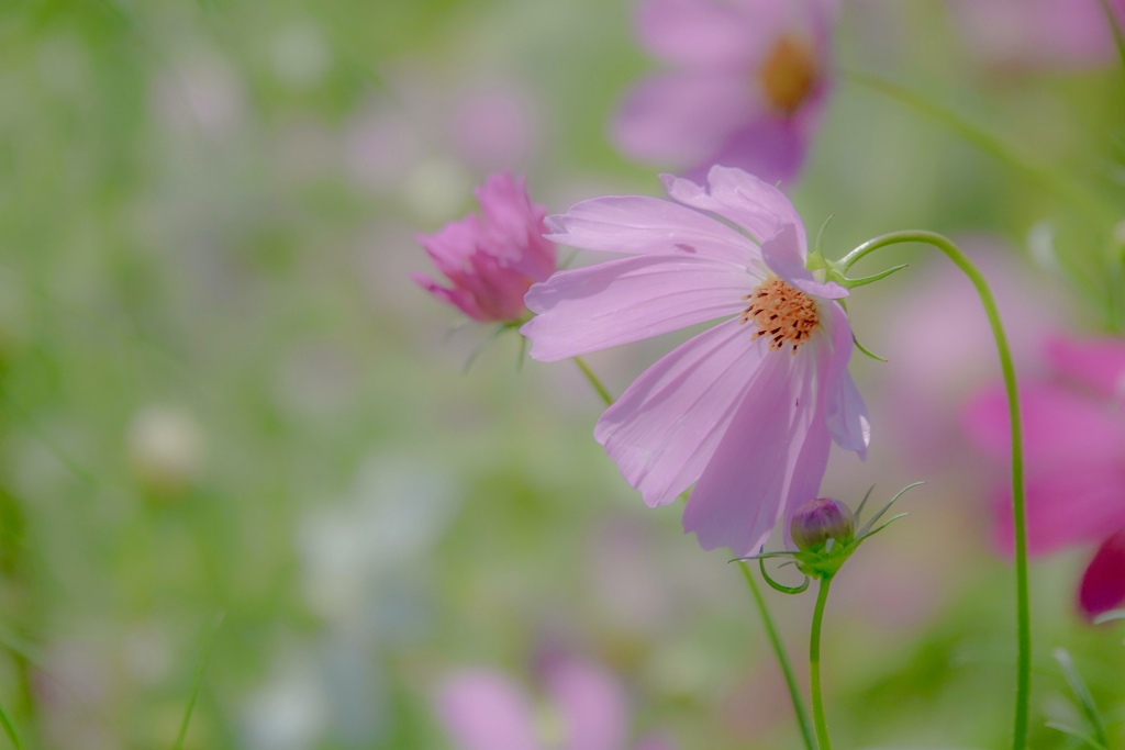 ミーのスケッチブック