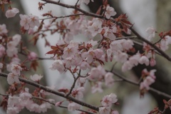 山のさくら 山のさくら