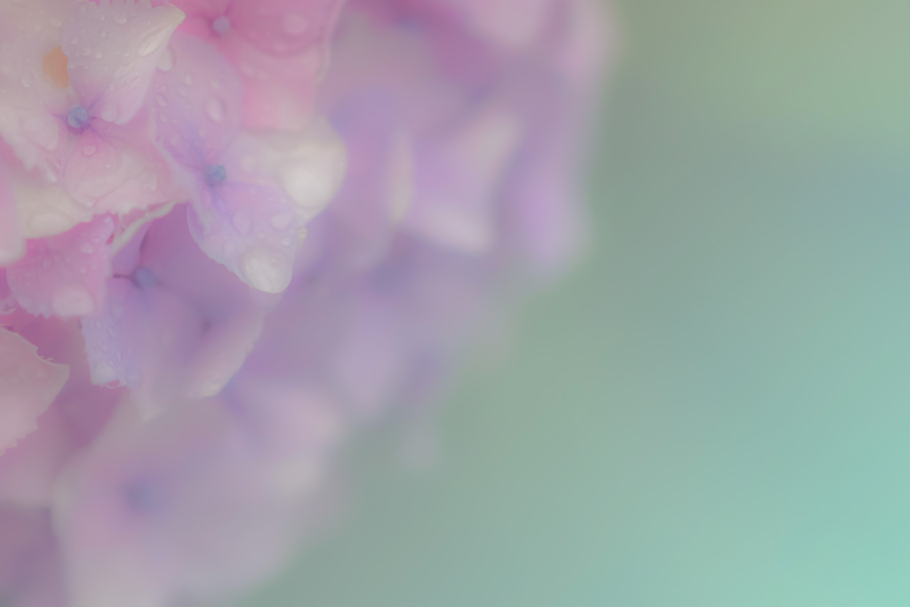 雨色の紫陽花