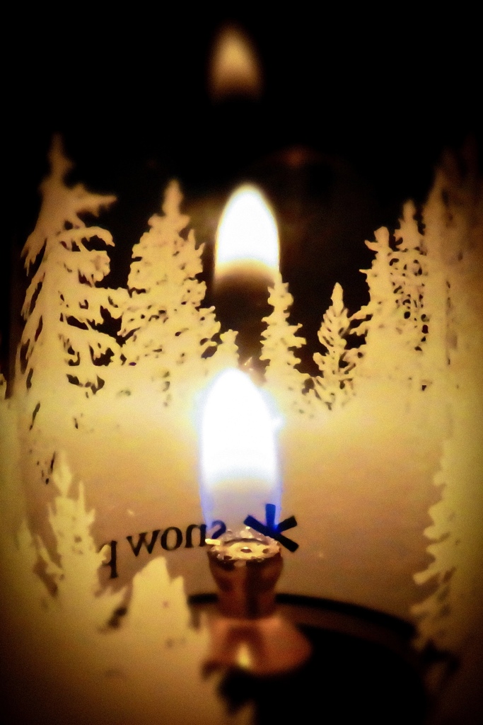 metsä　forest　森