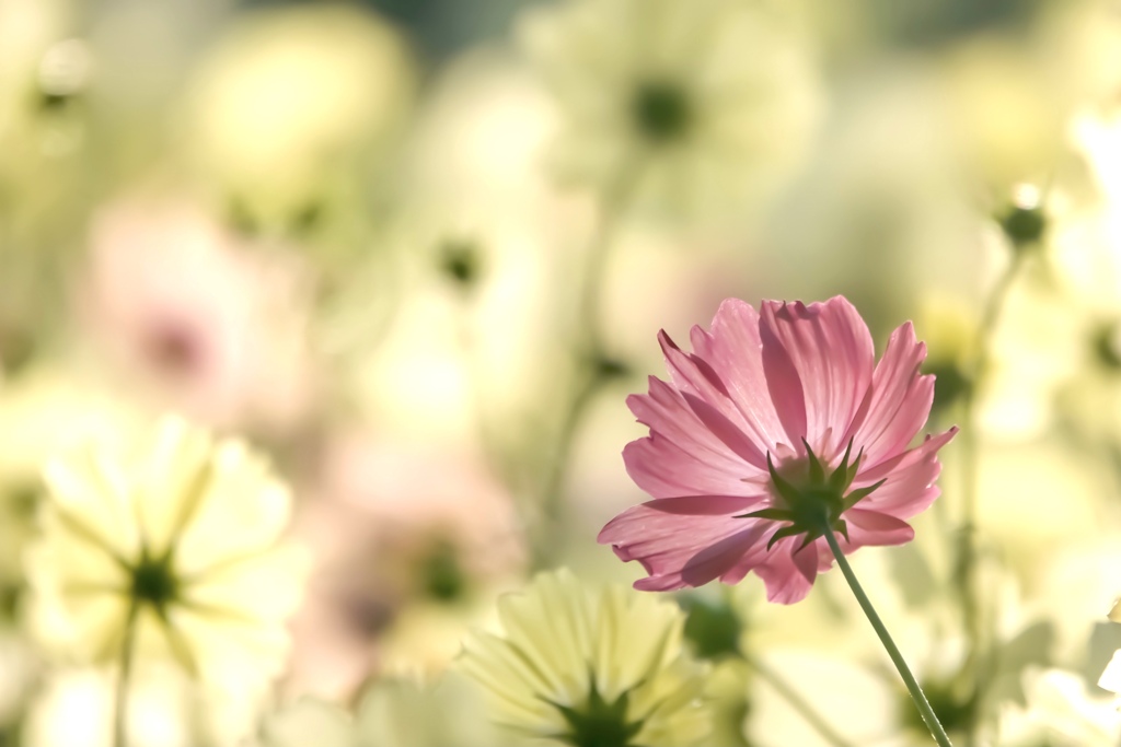 陽のあたる場所