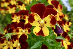 わたしが、教頭先生ですが、なんですか？