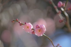 かわいい桃色の梅