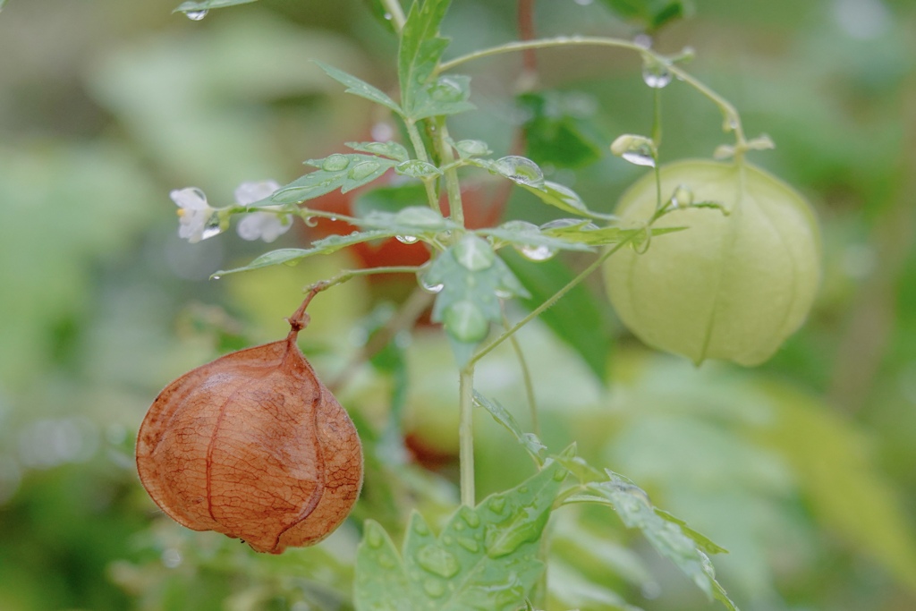 紅白　風船カズラ