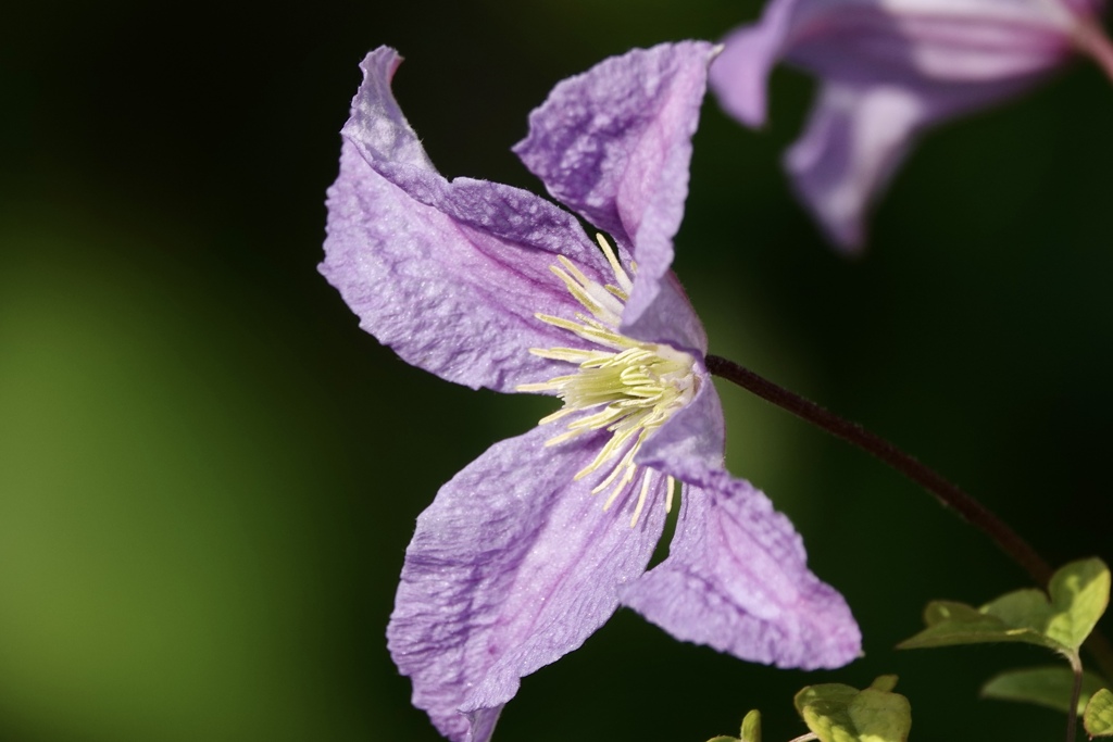 ひなたぼっこ（╹◡╹）