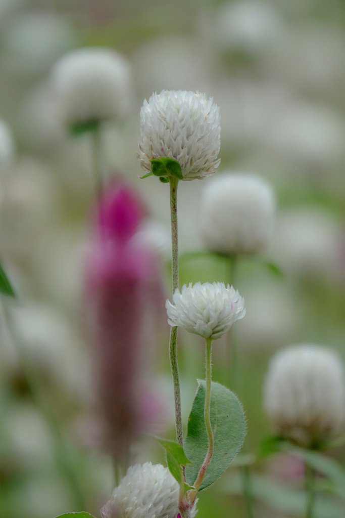 ホワイトクリスマス
