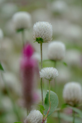 ホワイトクリスマス