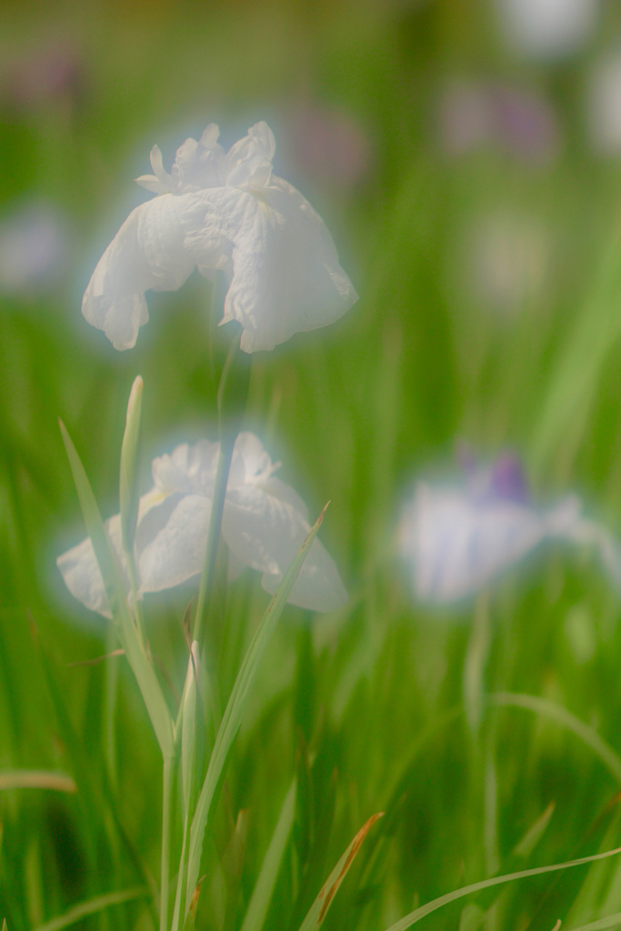 白い花菖蒲
