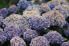 ７月のあじさい