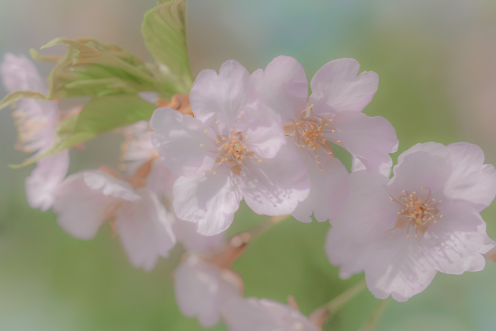 春になったら♪