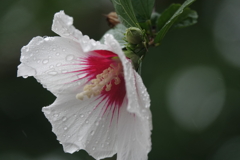 雨の日のお花