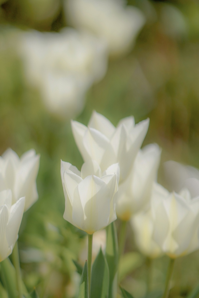白いチューリップ