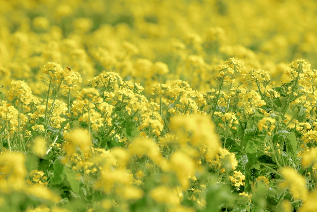 初めて撮った٩(^‿^)۶