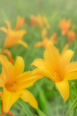 夢の中＊　忘れ草