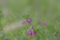 春の花フェス　野の花館