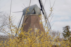 ろうばいと風車