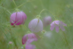 花のきもち