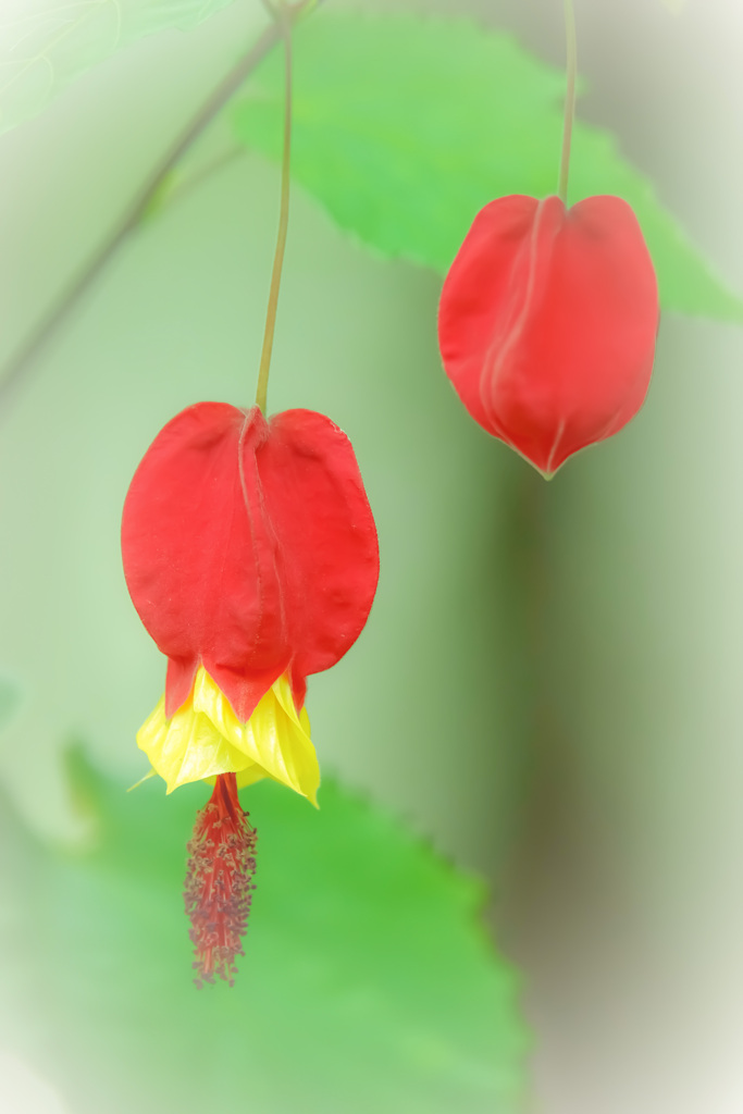 チロリアンランプ