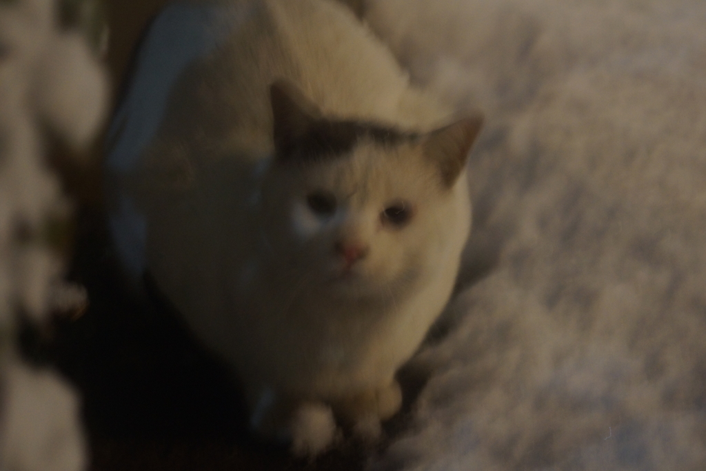 雪の日にいた猫