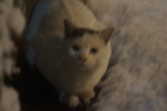 雪の日にいた猫