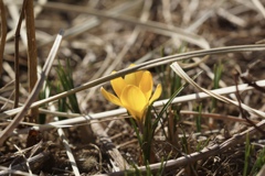 春よ、恋 春よ、恋