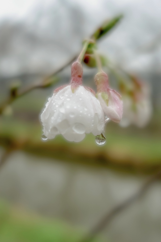 ３月１８日　雨