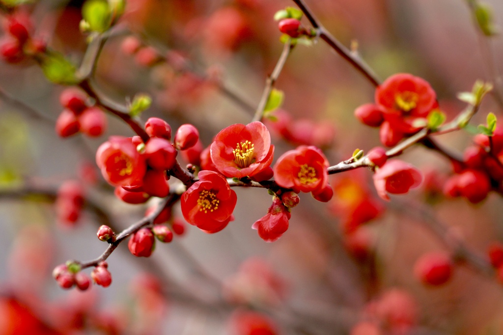 春の花フェス　花ボケ