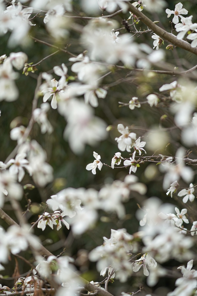 春の花フェス　こぶし