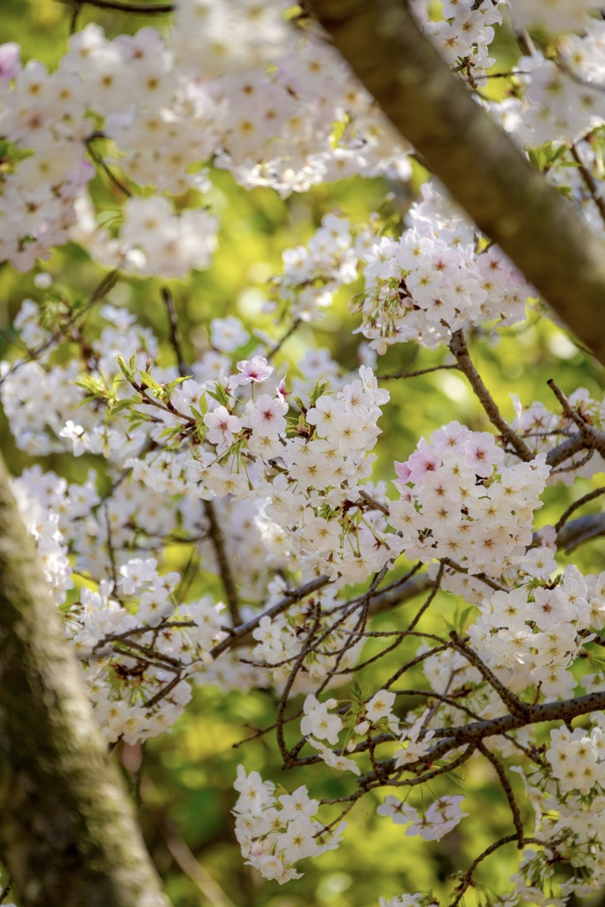 春の陽射しの木陰。　桜の木の下で待ち合わせ。
