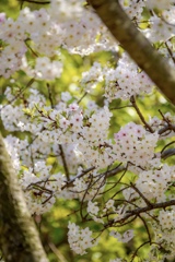 春の陽射しの木陰。　桜の木の下で待ち合わせ。