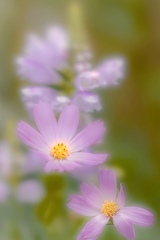 もうすぐ秋桜