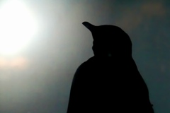 ぼくはペンギン