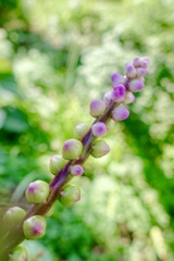 食べられない、やまごぼう。