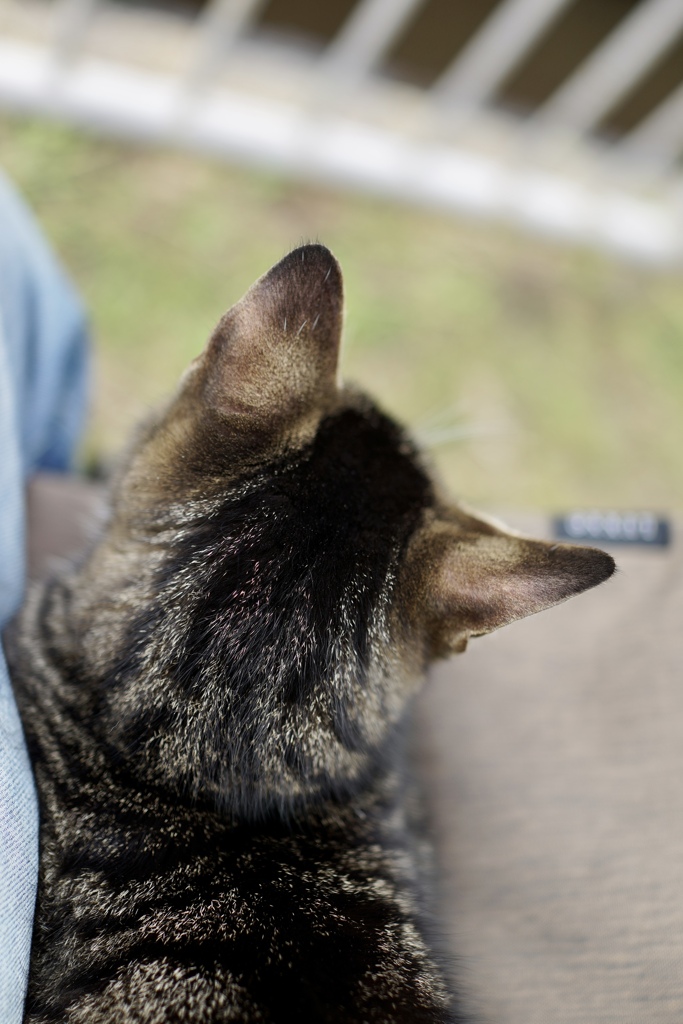 なんだろう？この猫