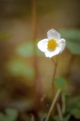白雪の花