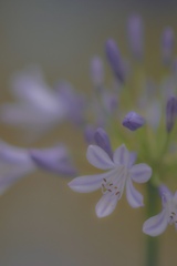 アガパンサス＊