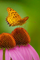 エキナセアと蝶々