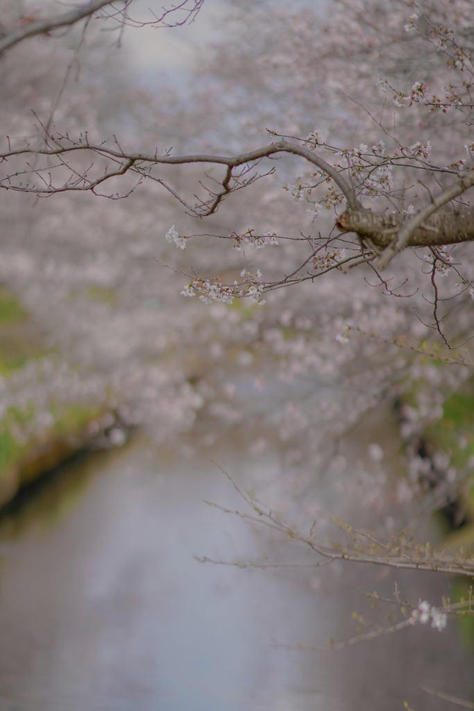 桜だより。夢の中で..