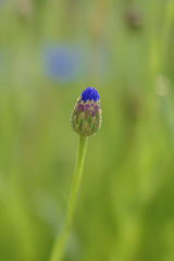 つぼみ模様
