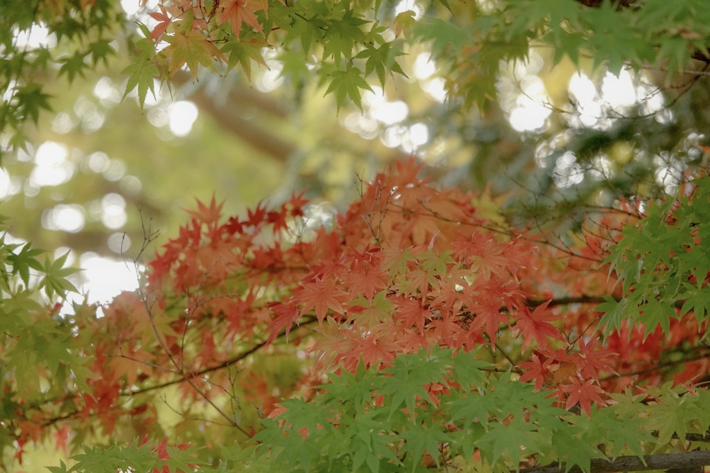 夏の額縁 秋の色