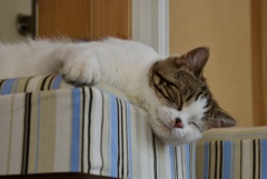 おつかれお兄ちゃん。