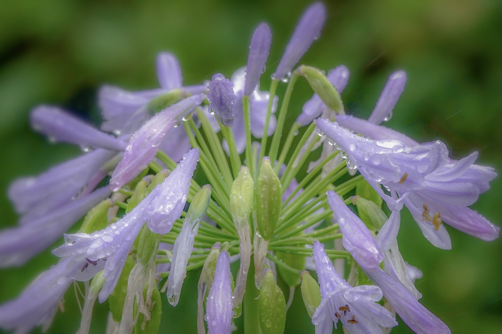 雨の日のお花