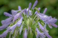 雨の日のお花