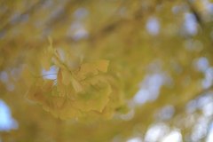 黄色のスケッチ