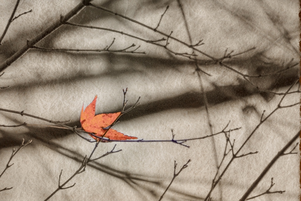 一枚の秋