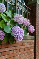 東大のあじさい