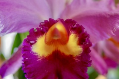 ハートのあるお花