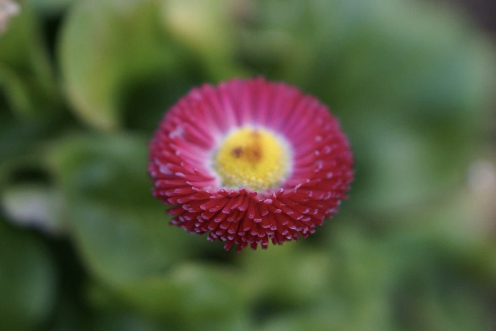 すき　きらい　すき　きらい　おともだち